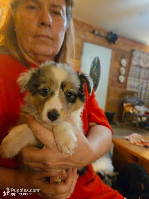 Chloe  – Shetland Sheepdog puppy for sale in Marshfield, MO