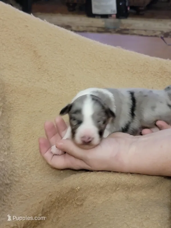 Lodi, a male Shetland Sheepdog for sale in Marshfield, MO – Photo 1 of 3