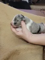 Lodi, a male Shetland Sheepdog for sale in Marshfield, MO – Photo 2 of 3