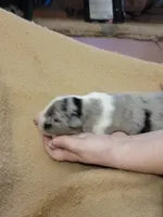 Lodi, a male Shetland Sheepdog for sale in Marshfield, MO – Photo 3 of 3