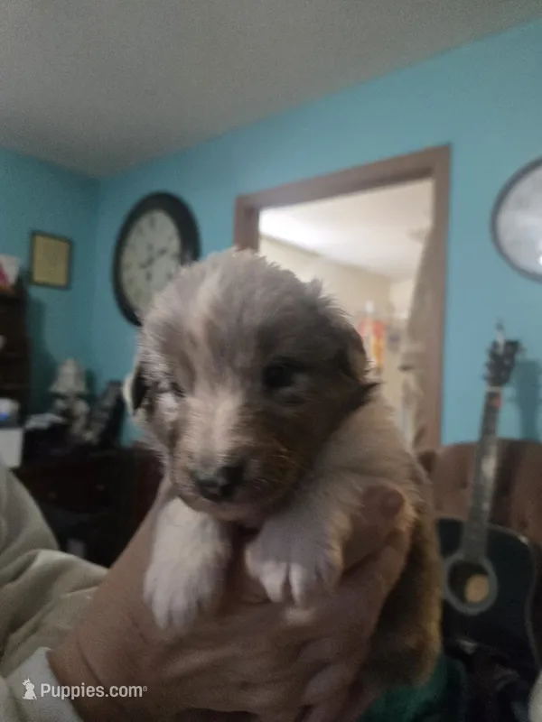 Lottie – Shetland Sheepdog puppy for sale in Marshfield, MO