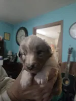 Lottie, a female Shetland Sheepdog for sale in Marshfield, MO – 1 of 1