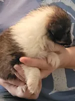 Earl, a male Shetland Sheepdog for sale in Marshfield, MO – Photo 4 of 5