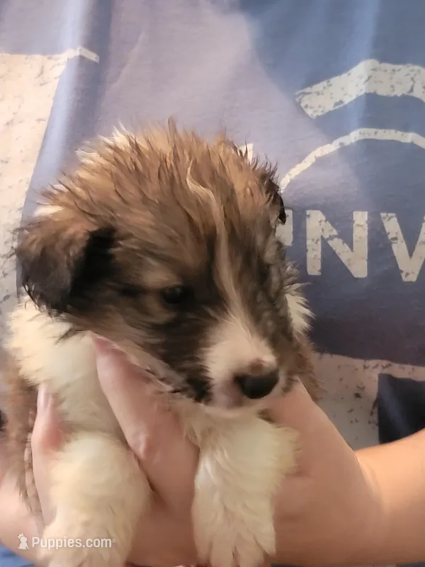 Earl, a male Shetland Sheepdog for sale in Marshfield, MO – Photo 1 of 5