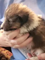 Earl, a male Shetland Sheepdog for sale in Marshfield, MO – Photo 3 of 5