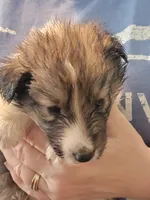 Earl, a male Shetland Sheepdog for sale in Marshfield, MO – Photo 5 of 5