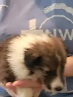 Earl, a male Shetland Sheepdog for sale in Marshfield, MO – Photo 2 of 5