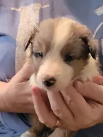 Danny boy, a male Shetland Sheepdog for sale in Marshfield, MO – Photo 4 of 6