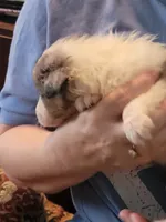 Danny boy, a male Shetland Sheepdog for sale in Marshfield, MO – Photo 5 of 6