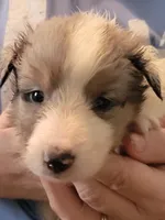 Danny boy, a male Shetland Sheepdog for sale in Marshfield, MO – Photo 6 of 6