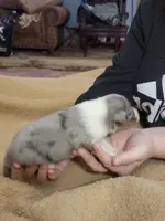 Danny boy, a male Shetland Sheepdog for sale in Marshfield, MO – Photo 2 of 6