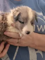 Danny boy, a male Shetland Sheepdog for sale in Marshfield, MO – Photo 3 of 6