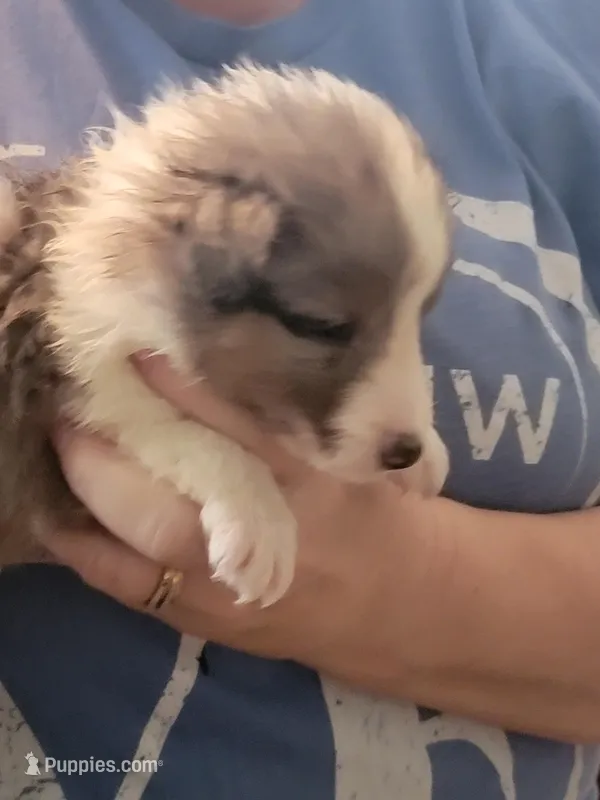 Danny boy, a male Shetland Sheepdog for sale in Marshfield, MO – Photo 1 of 6