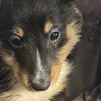 Spanky , a male Shetland Sheepdog for sale in Marshfield, MO – Photo 6 of 9