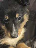 Spanky , a male Shetland Sheepdog for sale in Marshfield, MO – Photo 6 of 9