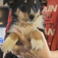 Spanky , a male Shetland Sheepdog for sale in Marshfield, MO – Photo 1 of 9