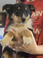 Spanky , a male Shetland Sheepdog for sale in Marshfield, MO – Photo 1 of 9