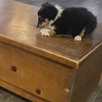 Spanky , a male Shetland Sheepdog for sale in Marshfield, MO – Photo 5 of 9