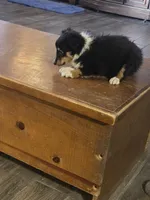 Spanky , a male Shetland Sheepdog for sale in Marshfield, MO – Photo 5 of 9