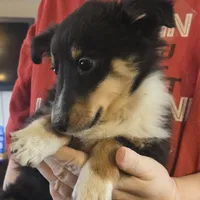 Spanky , a male Shetland Sheepdog for sale in Marshfield, MO – Photo 8 of 9