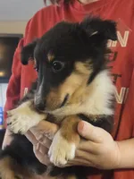 Spanky , a male Shetland Sheepdog for sale in Marshfield, MO – Photo 8 of 9