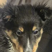 Spanky , a male Shetland Sheepdog for sale in Marshfield, MO – Photo 3 of 9