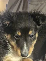 Spanky , a male Shetland Sheepdog for sale in Marshfield, MO – Photo 3 of 9