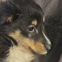 Spanky , a male Shetland Sheepdog for sale in Marshfield, MO – Photo 2 of 9