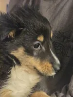 Spanky , a male Shetland Sheepdog for sale in Marshfield, MO – Photo 2 of 9