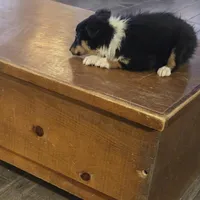 Spanky , a male Shetland Sheepdog for sale in Marshfield, MO – Photo 4 of 9