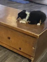 Spanky , a male Shetland Sheepdog for sale in Marshfield, MO – Photo 4 of 9