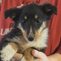 Spanky , a male Shetland Sheepdog for sale in Marshfield, MO – Photo 9 of 9