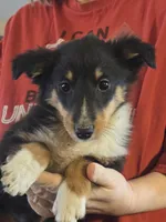 Spanky , a male Shetland Sheepdog for sale in Marshfield, MO – Photo 9 of 9