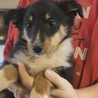 Spanky , a male Shetland Sheepdog for sale in Marshfield, MO – Photo 7 of 9