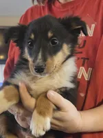 Spanky , a male Shetland Sheepdog for sale in Marshfield, MO – Photo 7 of 9