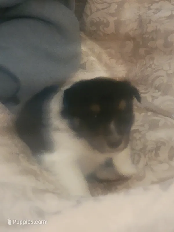 Brett, a male Shetland Sheepdog for sale in Marshfield, MO – Photo 1 of 4