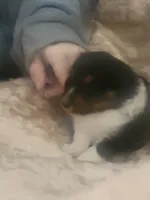 Brett, a male Shetland Sheepdog for sale in Marshfield, MO – Photo 2 of 4