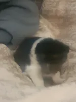 Brett, a male Shetland Sheepdog for sale in Marshfield, MO – Photo 4 of 4