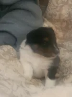 Brett, a male Shetland Sheepdog for sale in Marshfield, MO – Photo 3 of 4