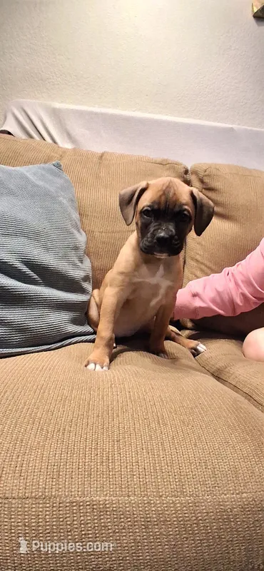 Torta, a female Boxer for sale in Apache Junction, AZ – Photo 1 of 4