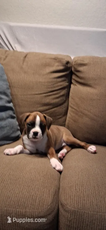 Peanut, a male Boxer for sale in Apache Junction, AZ – Photo 1 of 4