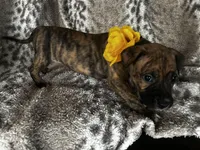Brindle Female , a female American Bully for sale in Lockport, NY – Photo 3 of 6