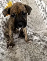 Brindle Female , a female American Bully for sale in Lockport, NY – Photo 4 of 6