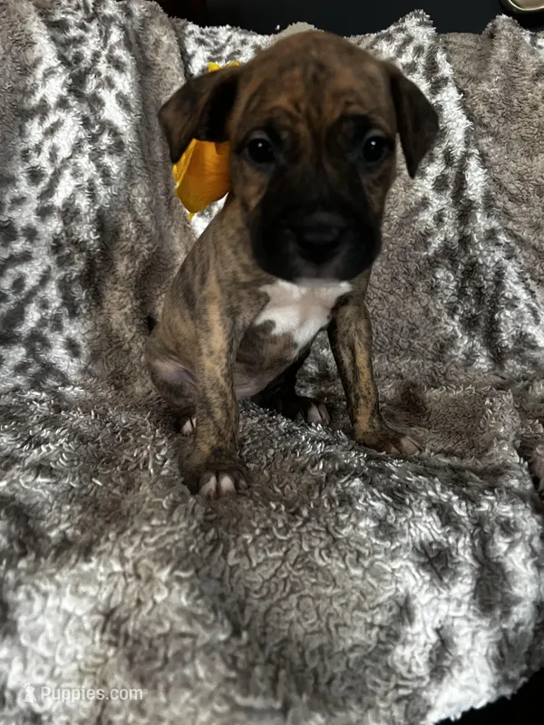Brindle Female  – American Bully puppy for sale in Lockport, NY