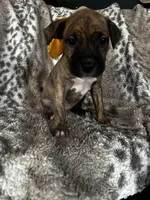 Brindle Female , a female American Bully for sale in Lockport, NY – Photo 1 of 6