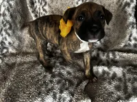 Brindle Female , a female American Bully for sale in Lockport, NY – Photo 5 of 6