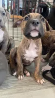 Brindle Female , a female American Bully for sale in Lockport, NY – Photo 2 of 6