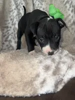 Black and white Female , a female American Bully for sale in Lockport, NY – Photo 4 of 4