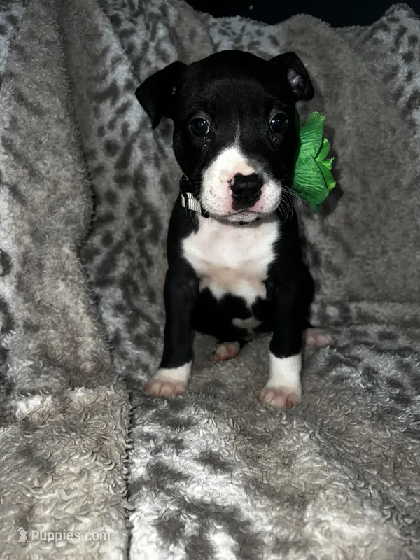 Black and white Female  – American Bully puppy for sale in Lockport, NY