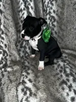 Black and white Female , a female American Bully for sale in Lockport, NY – Photo 2 of 4